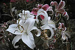 Click to see YSDIM0092_SPP606.jpg