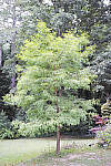 Click to see YSDIM0093_SPP606.jpg