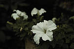Click to see YSDIM0094-CINE_SPP606.jpg