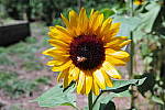 Click to see YSUPR-HI-SDIM0077.JPG
