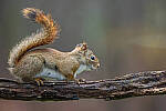 Click to see Y-JG-SIGMA-FP-L-0011-MOD.JPG