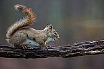Click to see Y-JG-SIGMA-FP-L-0011.JPG