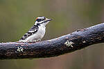 Click to see Y-JG-SIGMA-FP-L-0016-MOD.JPG
