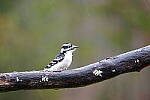 Click to see Y-JG-SIGMA-FP-L-0016.JPG