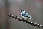 Click to see Y-JG-SIGMA-FP-L-0017-MOD.JPG