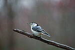 Click to see Y-JG-SIGMA-FP-L-0017.JPG