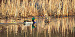 Click to see Y-JG-SIGMA-FP-L-0129-MOD.JPG