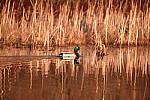 Click to see Y-JG-SIGMA-FP-L-0129.JPG