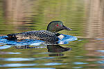Click to see Y-JG-SIGMA-FP-L-0191-MOD.JPG