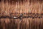 Click to see Y-JG-SIGMA-FP-L-0229.JPG