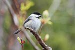 Click to see Y-JG-SIGMA-FP-L-0309-MOD.JPG