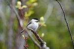 Click to see Y-JG-SIGMA-FP-L-0309.JPG