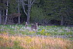 Click to see Y-JG-SIGMA-FP-L-0390.JPG