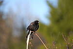 Click to see Y-JG-SIGMA-FP-L-0419.JPG