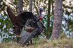 Click to see Y-JG-SIGMA-FP-L-0580-MOD.JPG