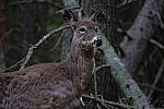 Click to see Y-JG-SIGMA-FP-L-0591.JPG