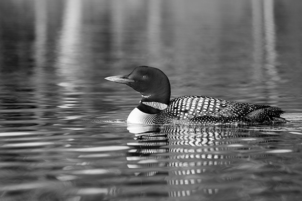 Sigma fp L Review: Field Test -- Gallery Image