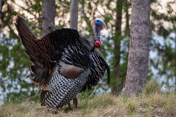 Sigma fp L Review: Field Test -- Gallery Image