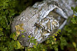 Click to see YC-DP-IM0034.JPG