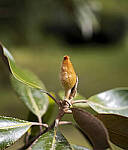 Click to see YC-DP-IM0038.JPG