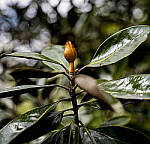 Click to see YC-DP-IM0040.JPG
