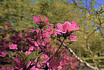 Click to see YC-DP-IM0092-HDR.JPG