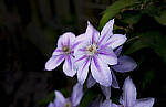 Click to see YC-DP-IM0114.JPG