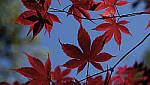 Click to see YC-DP-IM0117.JPG
