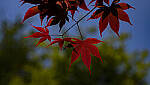 Click to see YC-DP-IM0124.JPG