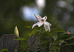 Click to see YD-DP-I0034-EDT.JPG