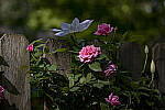 Click to see YD-DP-IM0043-EDT.JPG