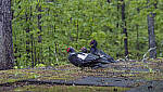 Click to see YD-DP-IM0163-EDT.JPG