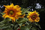 Click to see Y_SDI0002.JPG