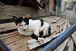 Click to see Y_SDI0157.JPG