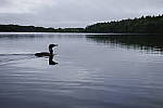 Click to see Y_SDI0228.JPG