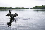 Click to see Y_SDI0236.JPG