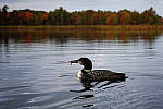 Click to see Y_SDI0379-MOD.JPG