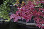 Click to see Y_SDI0404.JPG