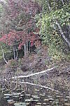 Click to see Y_SDI0417.JPG