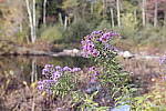 Click to see Y_SDI0566.JPG