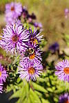 Click to see Y_SDI0671.JPG