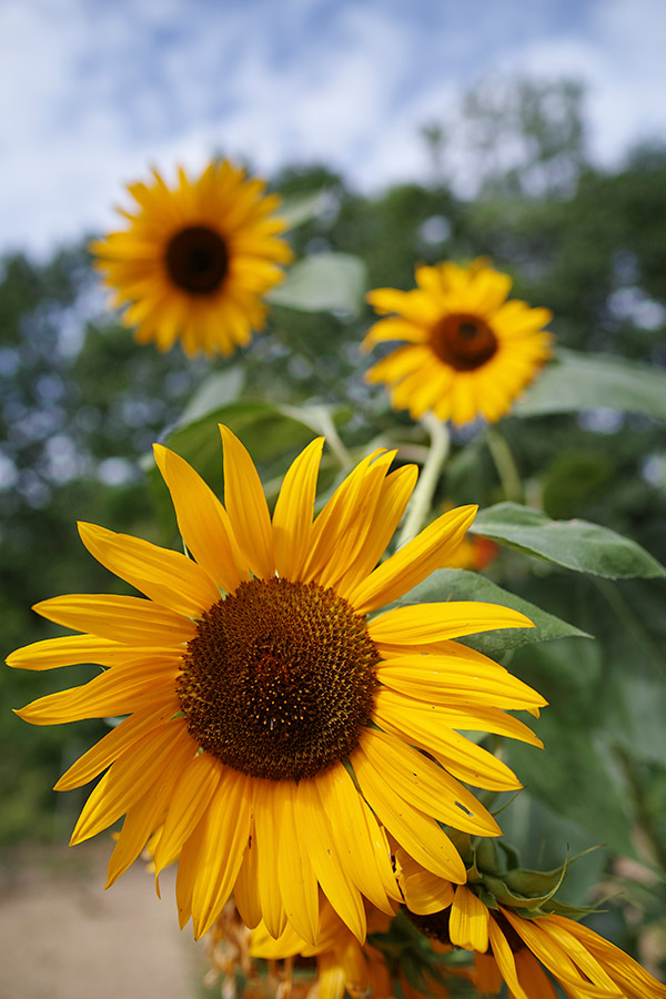 Sigma sd Quattro Review: Field Test -- Gallery Image
