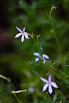 Click to see Y-JG-A1-70-200-GM-II-1337.JPG
