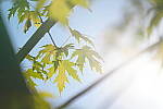 Click to see Y-JG-A1-70-200-GM-II-1856.JPG