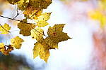 Click to see Y-JG-A1-70-200-GM-II-2606.JPG