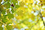 Click to see Y-JG-A1-70-200-GM-II-2611.JPG