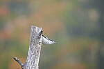 Click to see Y-JG-A1-70-200-GM-II-3063.JPG