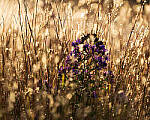 Click to see Y-JG-SONY-A1-1157-MOD.JPG