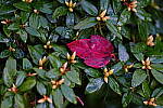 Click to see Y-JG-SONY-A1-1314.JPG
