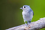 Click to see Y-JG-SONY-A1-1385-MOD.JPG